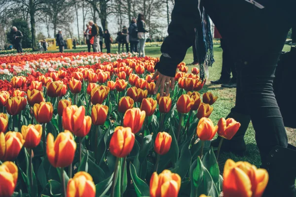 Keukenhof Amsterdam